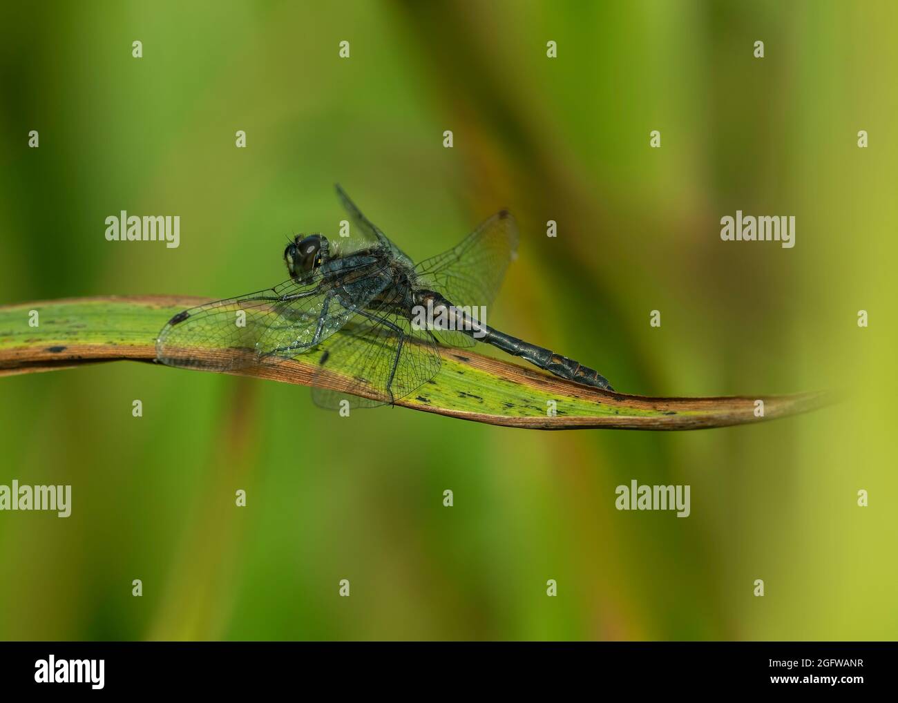 Emerald damselfly (Lestes sponsa), male resting on stalk, Dumfries, SW ...