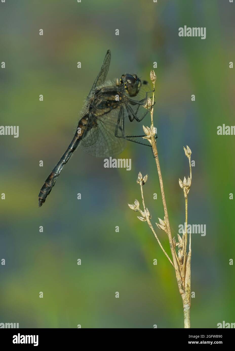 Emerald damselfly (Lestes sponsa), male resting on stalk, Dumfries, SW ...