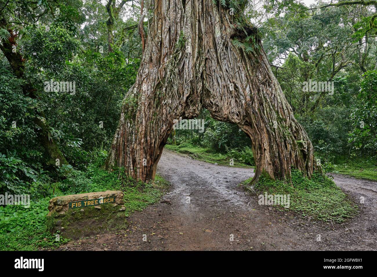 Fig Tree Arch, road throug a fig tree, Arusha National Park, Tanzania, Africa Stock Photo