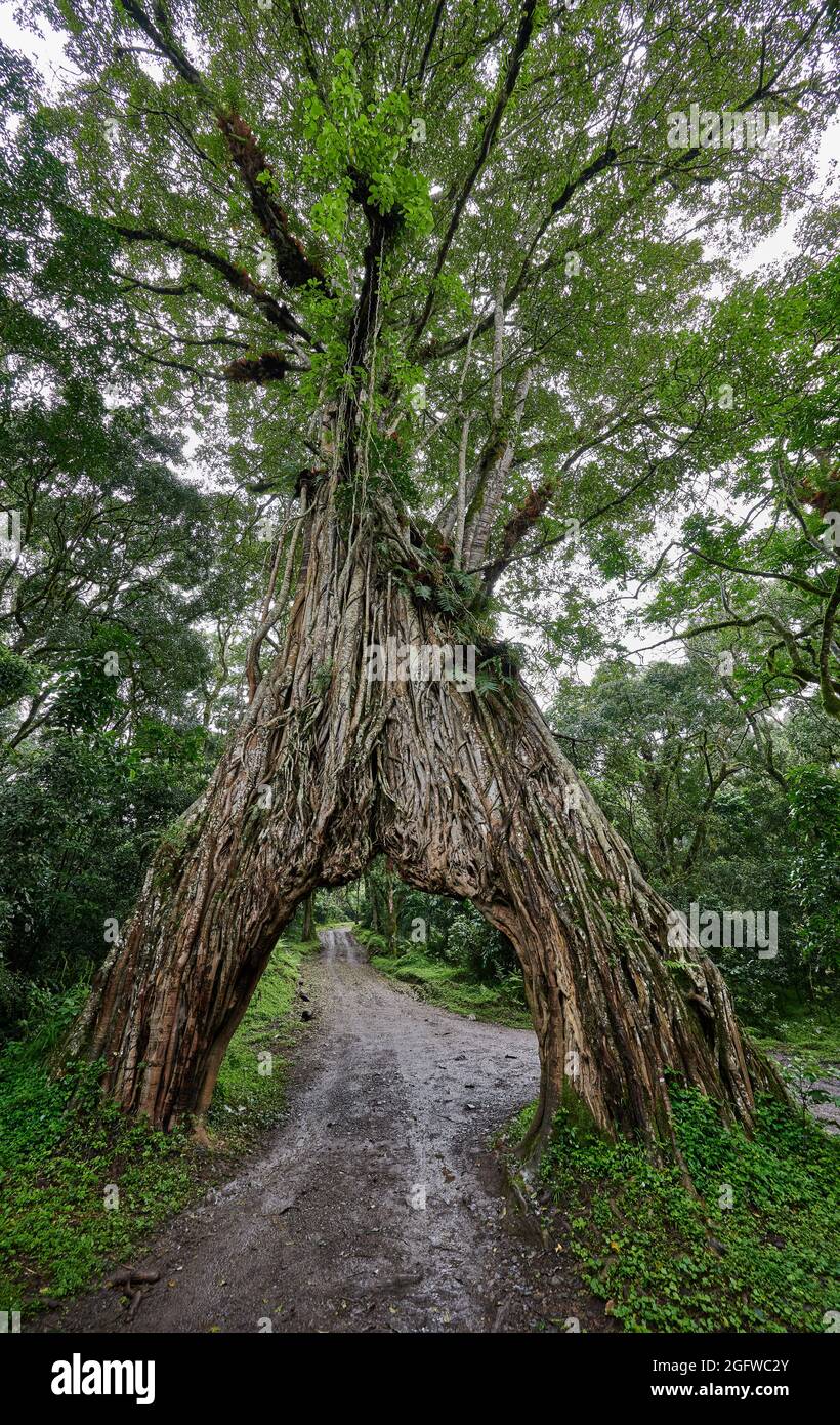 Fig Tree Arch, road throug a fig tree, Arusha National Park, Tanzania, Africa Stock Photo