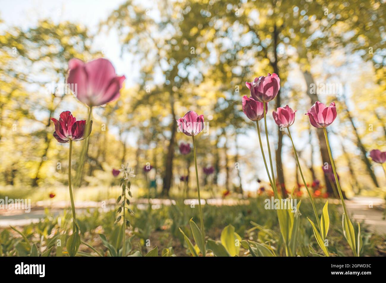 Beautiful pink tulip on blurred spring sunny background. Bright pink tulip flower background. Love floral nature, sun rays in forest landscape blurred Stock Photo
