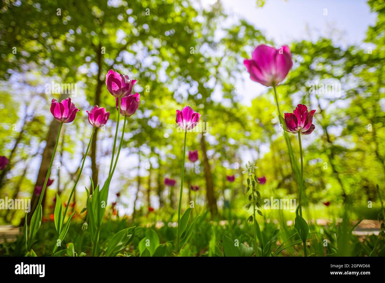 Beautiful pink tulip on blurred spring sunny background. Bright pink tulip flower background. Love floral nature, sun rays in forest landscape blurred Stock Photo