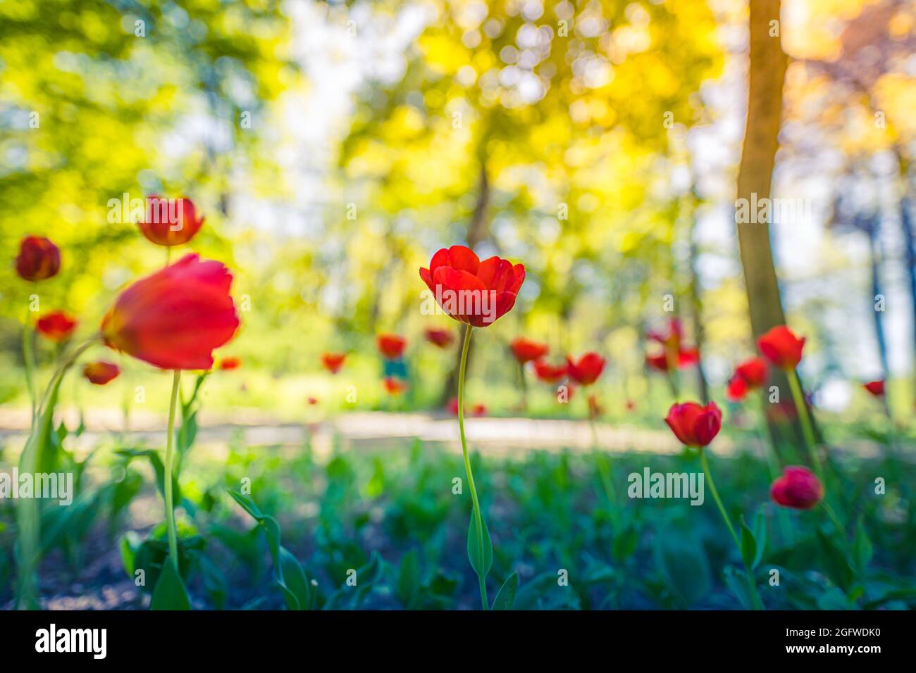Group of red tulips. Spring landscape in forest park or garden. Idyllic beautiful nature scenic, closeup red floral view, blurred bokeh lush foliage Stock Photo