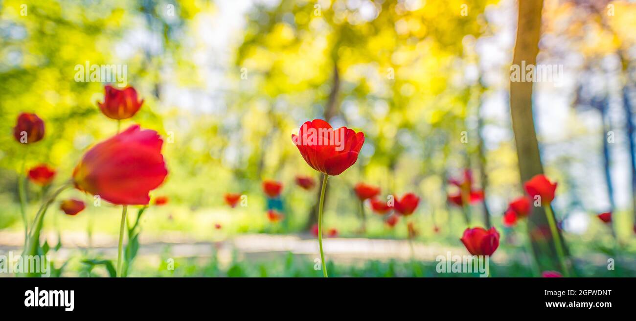 Group of red tulips. Spring landscape in forest park or garden. Idyllic beautiful nature scenic, closeup red floral view, blurred bokeh lush foliage Stock Photo
