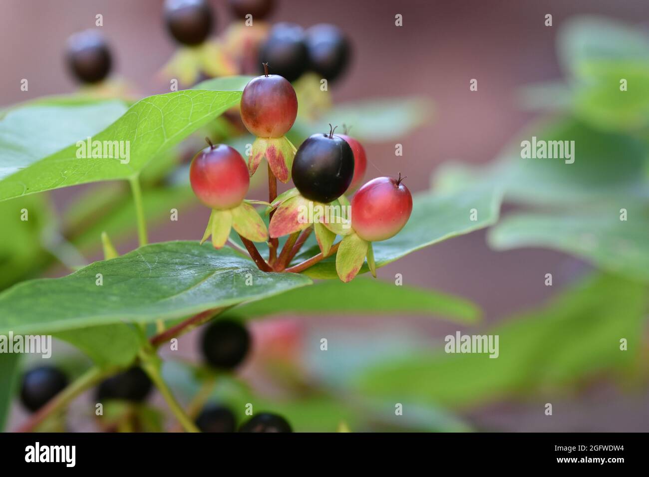 Beautiful red and black garden berries Stock Photo - Alamy