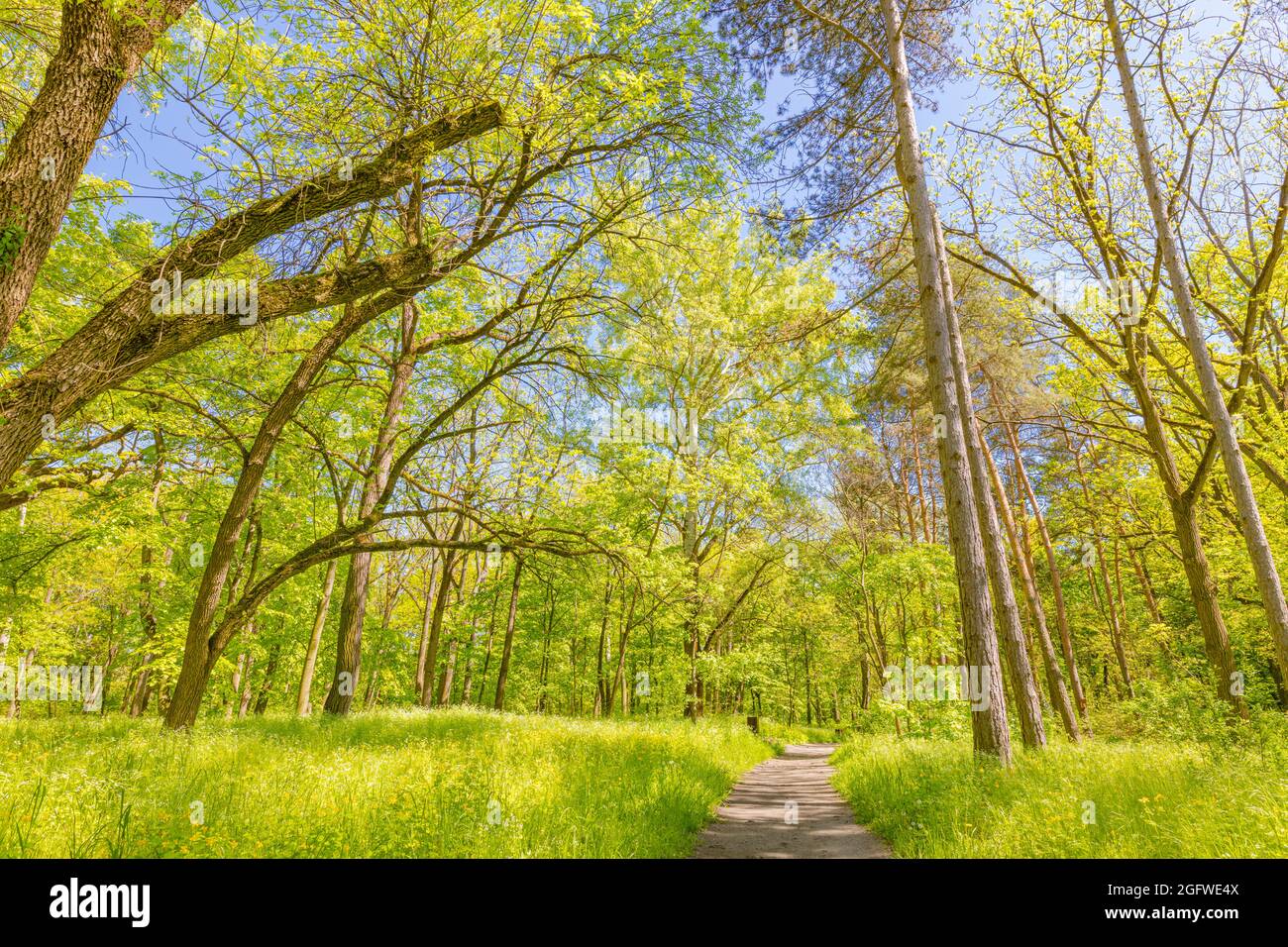 Relaxing forest panorama with bright sun shining green trees. Adventure hiking trail, freedom, spring summer nature landscape. Idyllic natural view Stock Photo