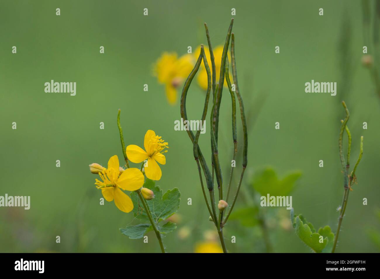 greater celandine (Chelidonium majus), flowers and fruits, Germany Stock Photo