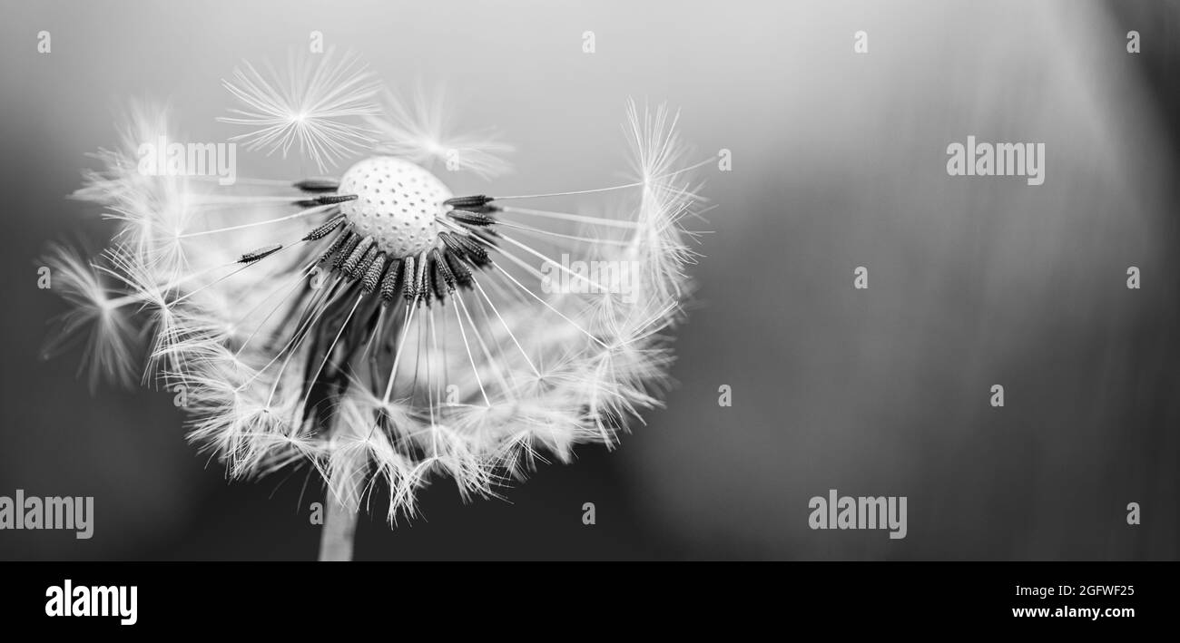 Dream nature banner. Closeup dandelion on natural background. Nature season, flora, blossom detail, abstract soft blue floral nature concept Stock Photo