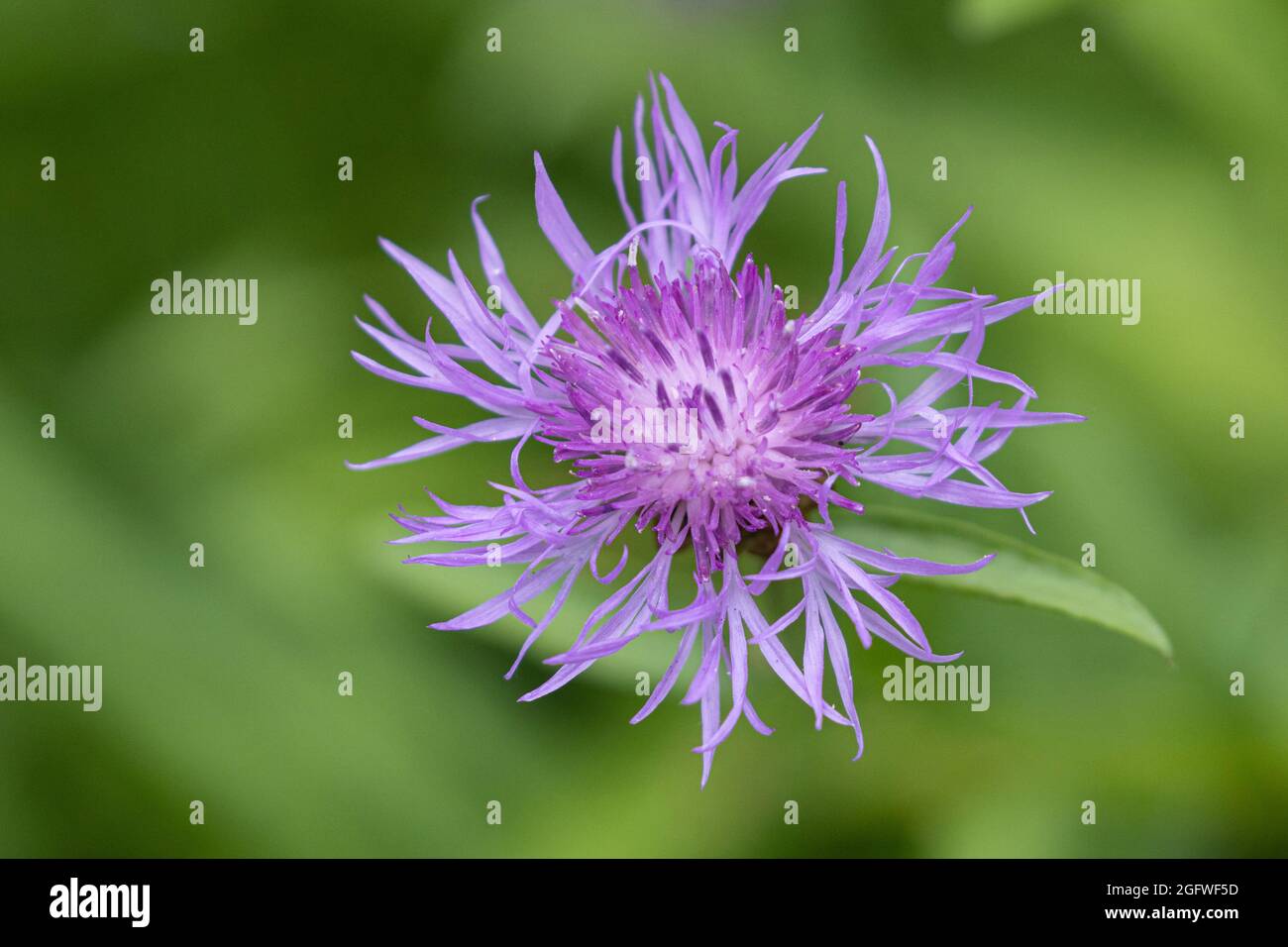 brown knapweed, brown-rayed knapweed (Centaurea jacea), blooming, Germany, Bavaria Stock Photo