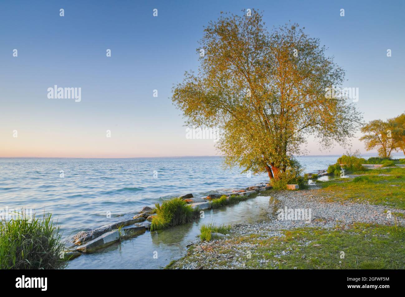 individual trees on the shore of Lake Constance in the evening light, Switzerland, Thurgau, Arbon Stock Photo