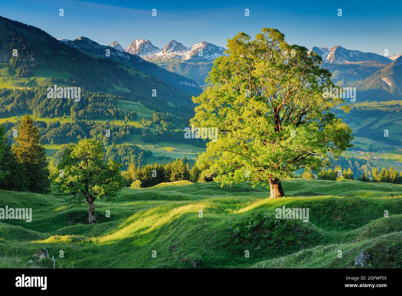 sycamore maple, great maple (Acer pseudoplatanus), in front of Churfirsten mountain range in the morning in spring, Switzerland, St. Gallen, Stock Photo