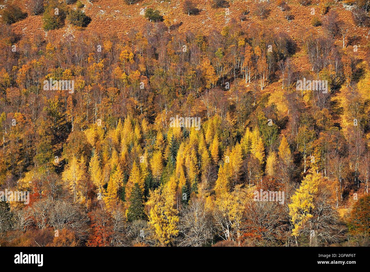 Mixed woodland in autumn colours covering a steep hillside in Glen Lyon, United Kingdom, Scotland, Perthshire, Glen Lyon Stock Photo