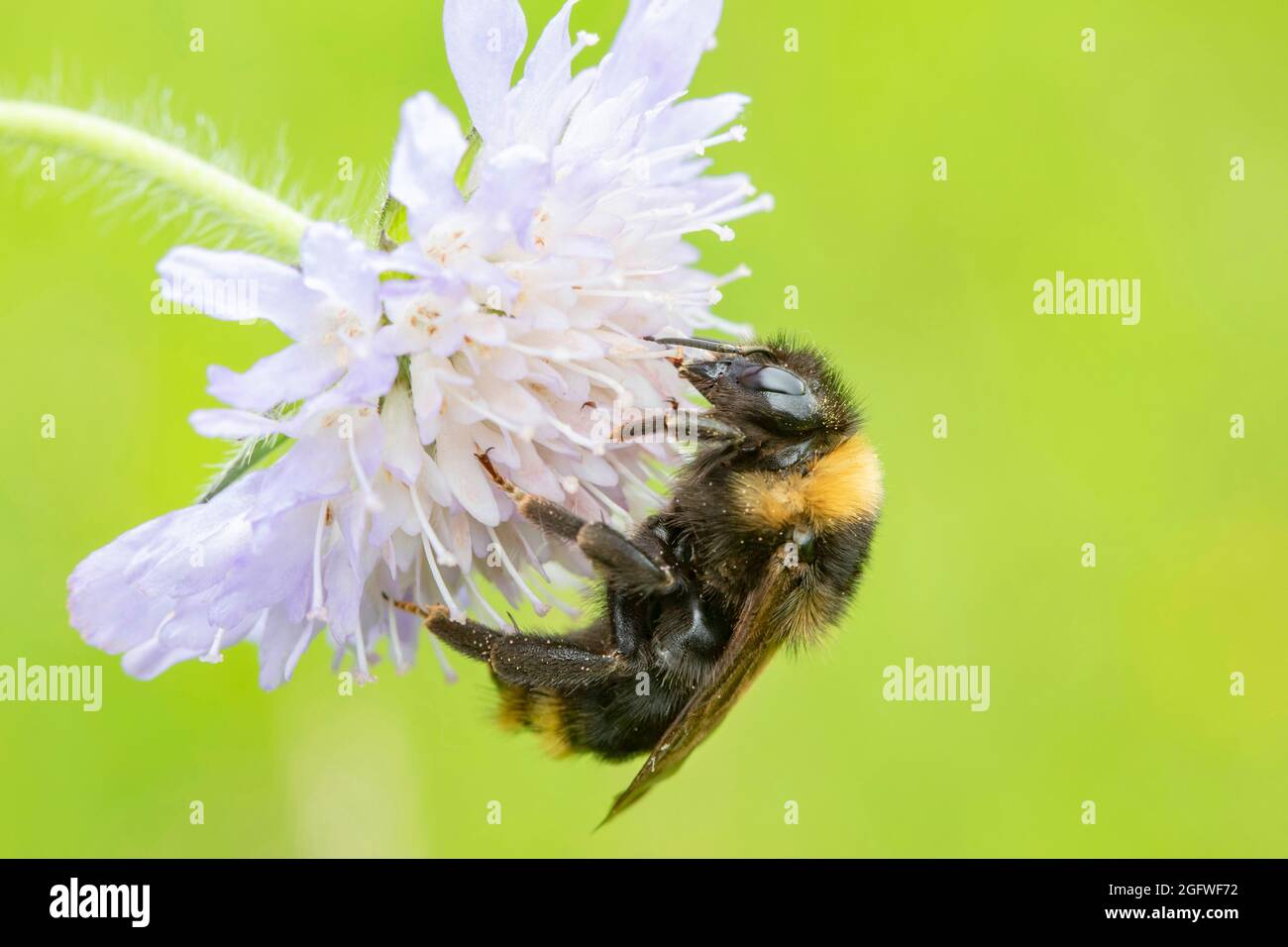 cuckoo bumblebee (Bombus campestris, Psithyrus campestris), sits on a scabious flower, Germany, Bavaria Stock Photo