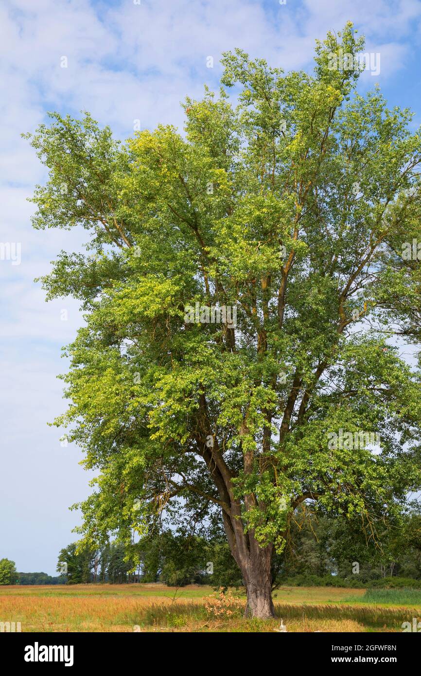 black poplar, balm of gilead, black cottonwood (Populus nigra), black poplar in a meadow, Germany Stock Photo