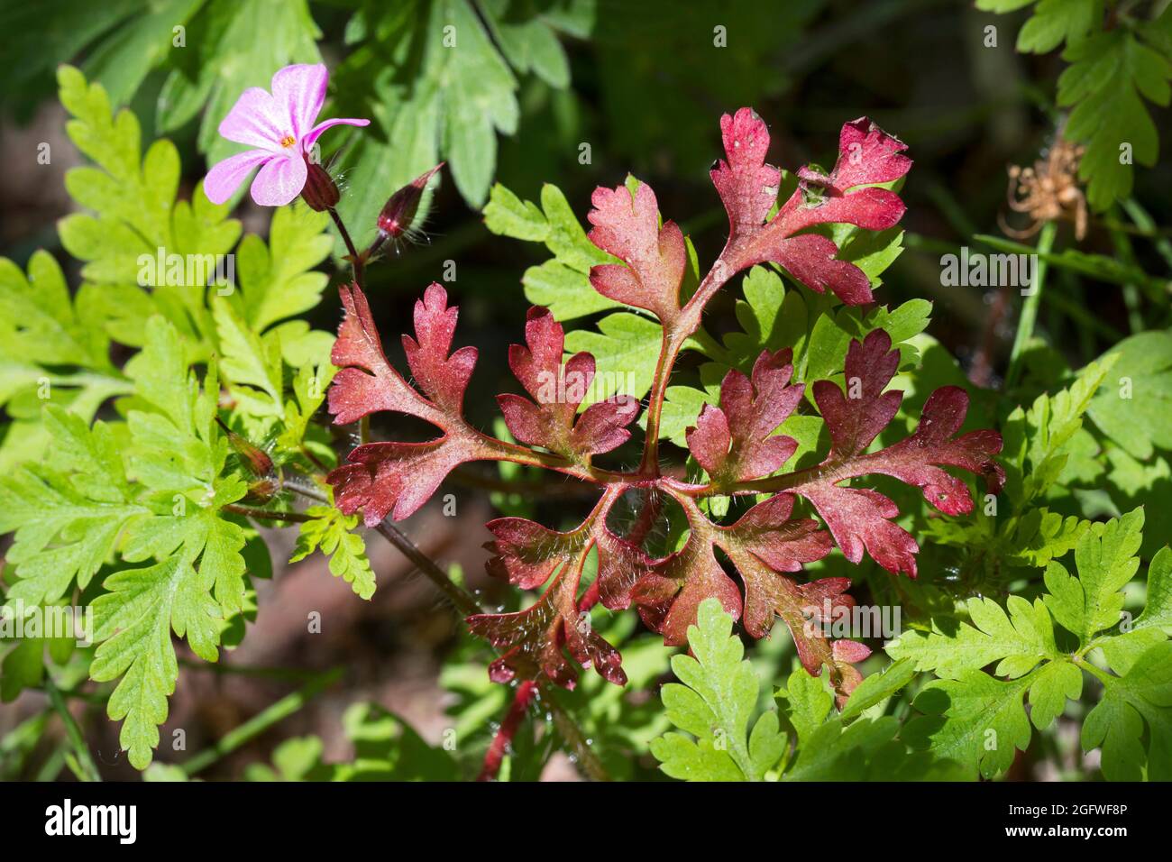 Herb Robert, Red Robin, Death come quickly, Robert Geranium (Geranium robertianum, Robertiella