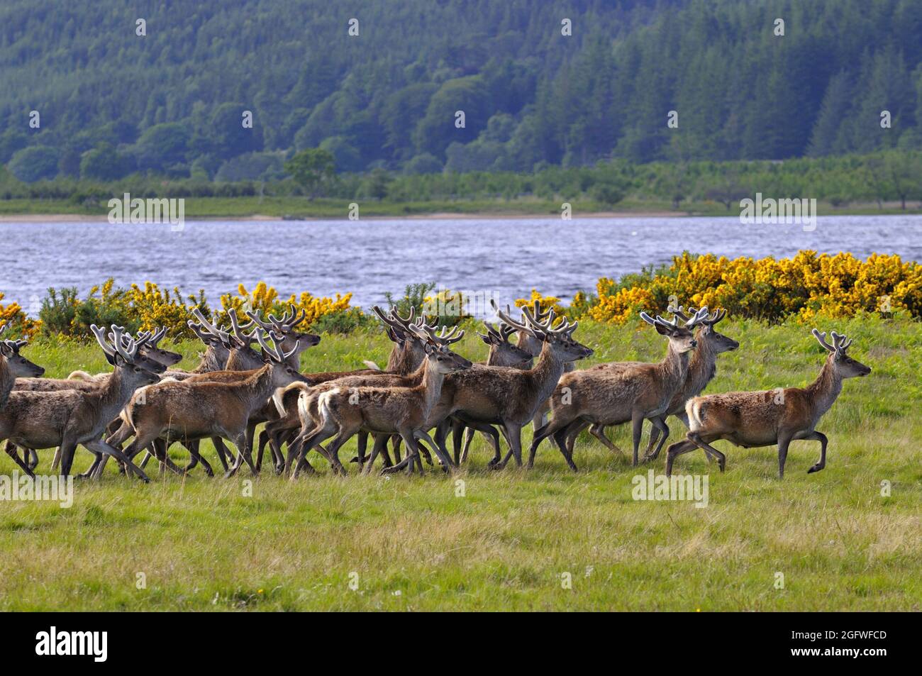 red deer (Cervus elaphus), Herd of red deer stags with their antlers in velvet along the side of Loch Brora, United Kingdom, Scotland, Sutherland, Stock Photo