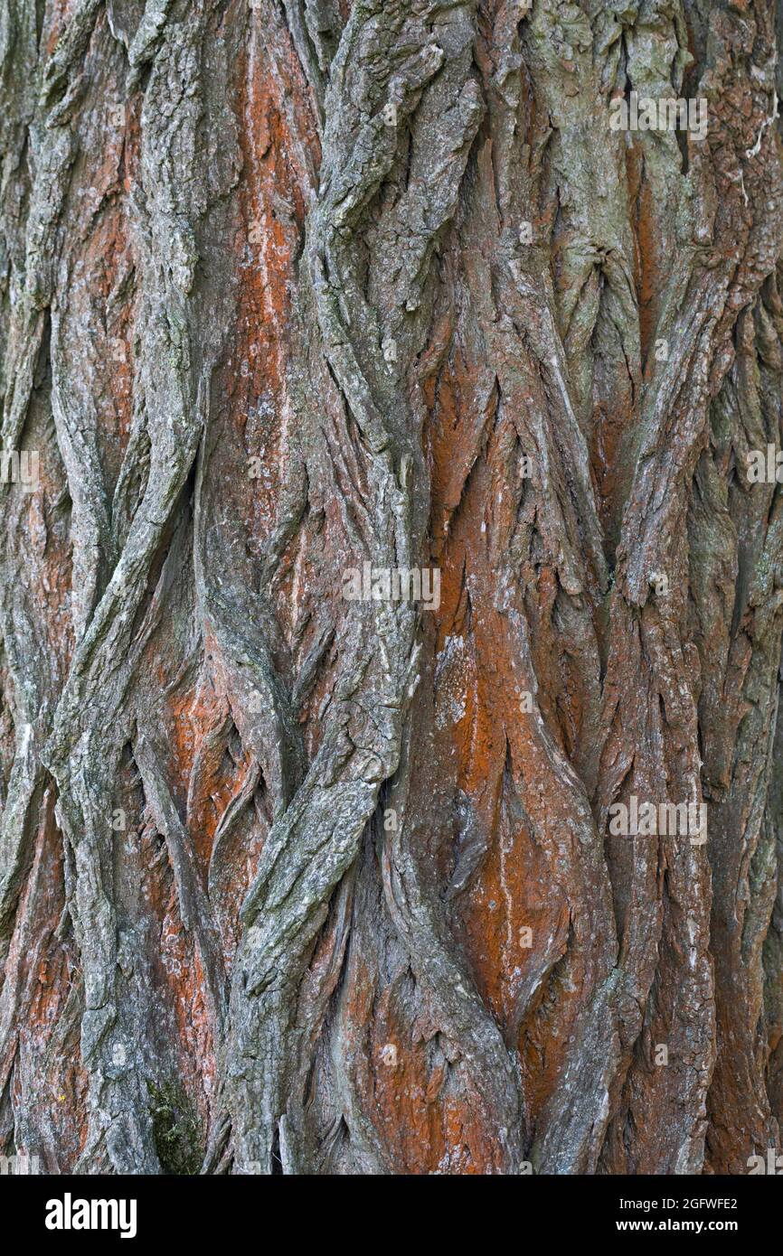 black poplar, balm of gilead, black cottonwood (Populus nigra), bark, Germany Stock Photo