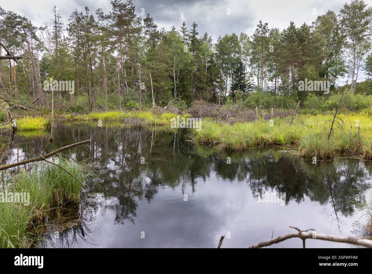 moor pond with deadwood, renaturated high moor, Germany, Bavaria, Schoenramer Filz, Laufen Stock Photo