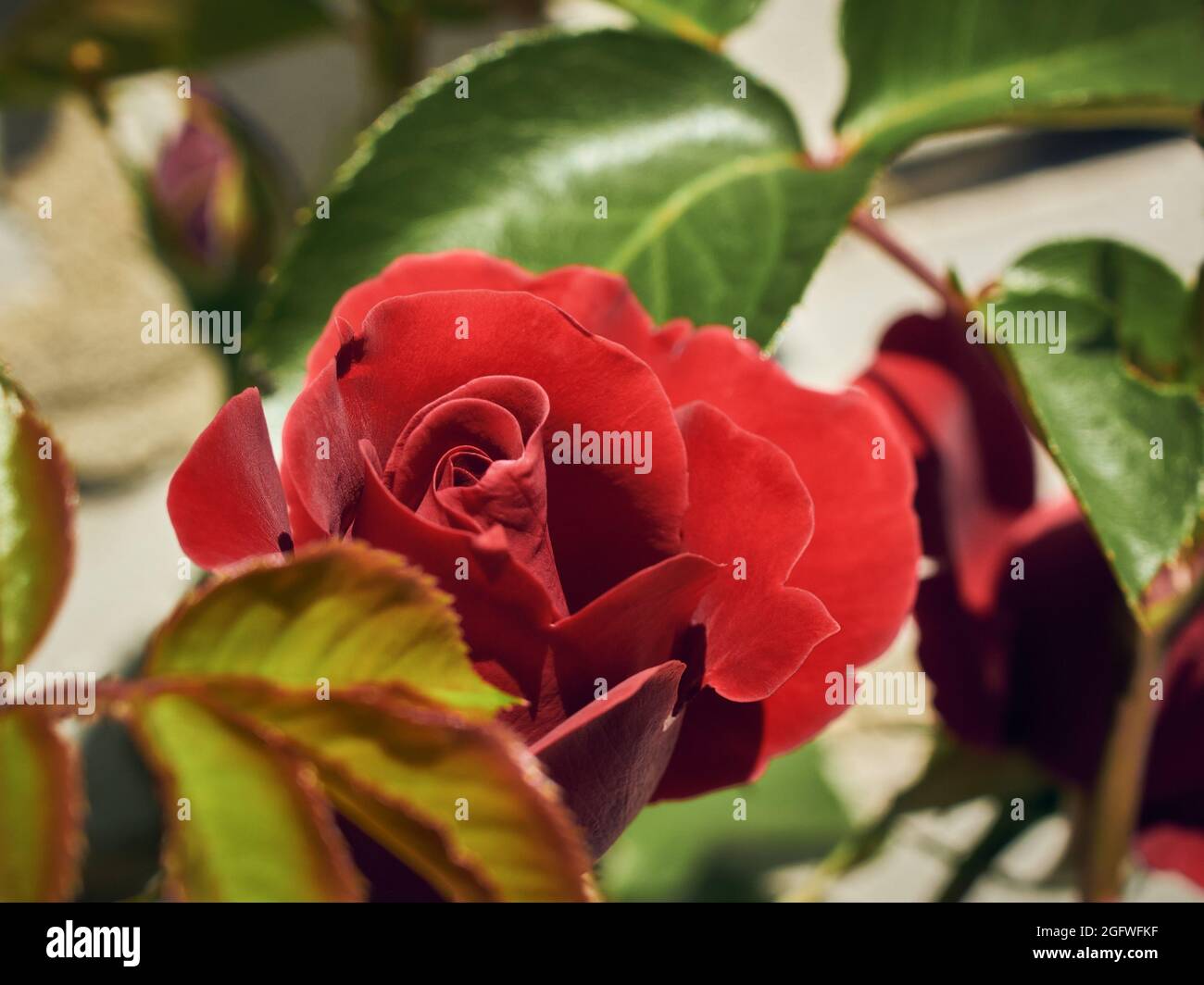 Close-up view of a blooming red rose with petals and green leaves in a spring or summer garden Stock Photo
