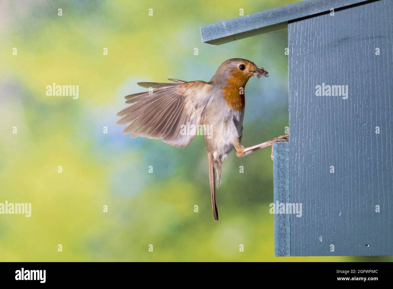 European robin (Erithacus rubecula), at the nest box with fodder in the bill, Germany Stock Photo