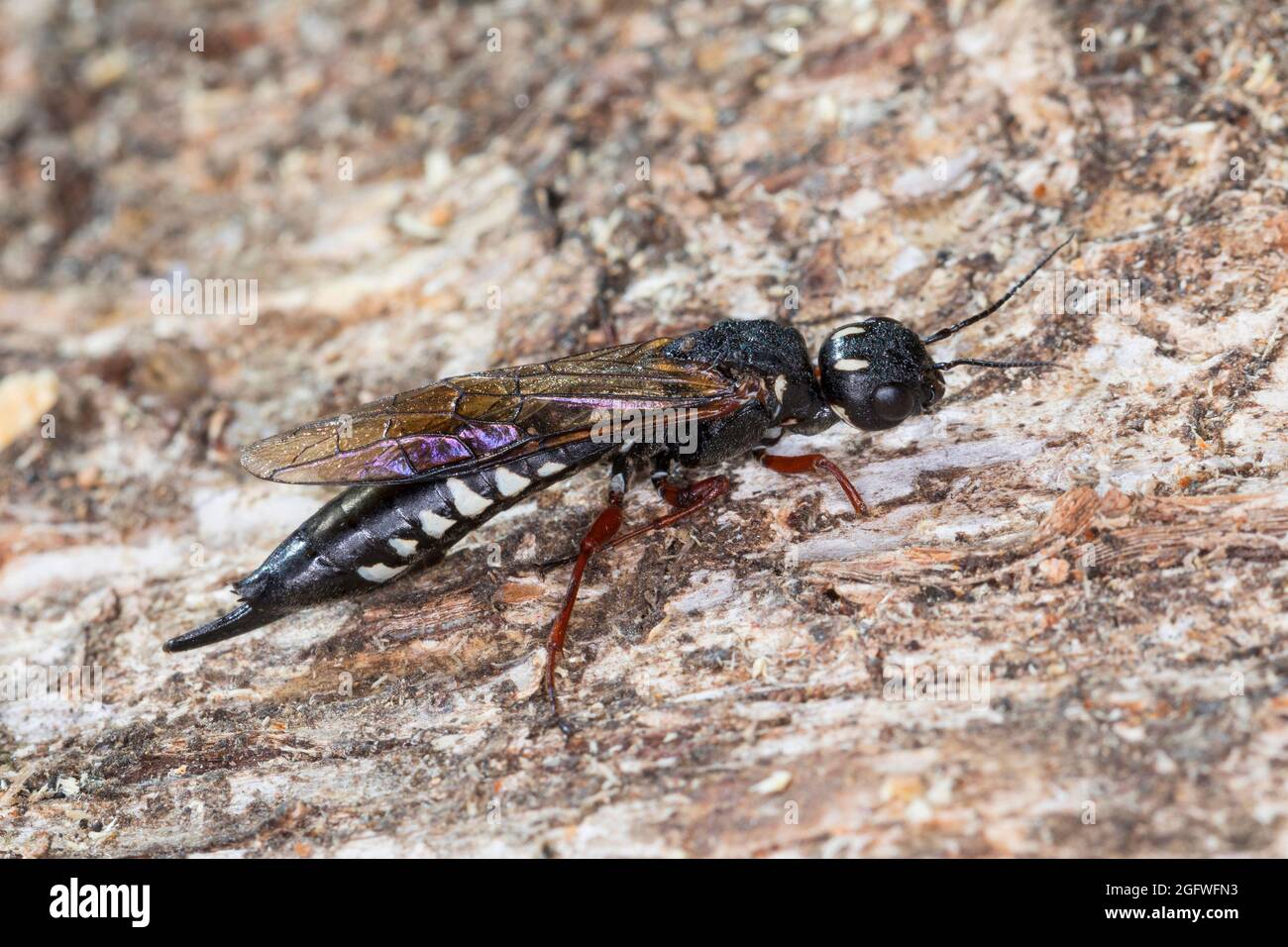 Alder WoodWasp, WoodWasp, Woodwasp (Xiphydria camelus), female, Germany Stock Photo Alamy