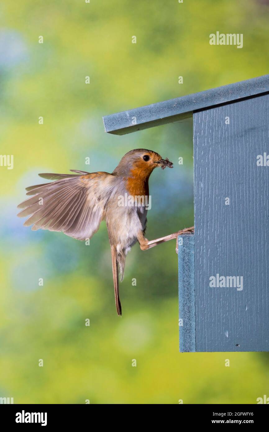European robin (Erithacus rubecula), at the nest box with fodder in the bill, Germany Stock Photo