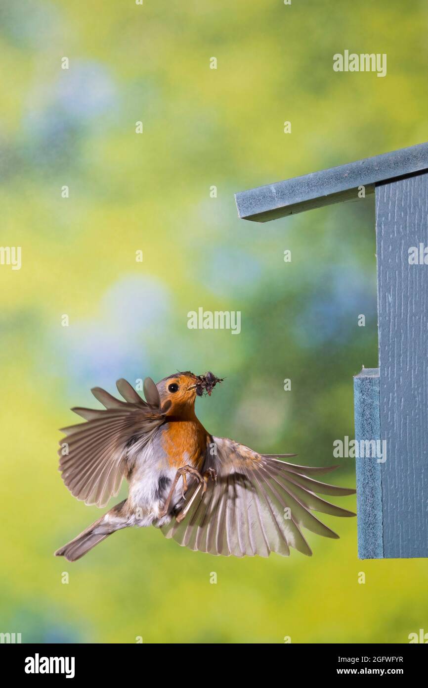 European robin (Erithacus rubecula), at the nest box with fodder in the bill, Germany Stock Photo