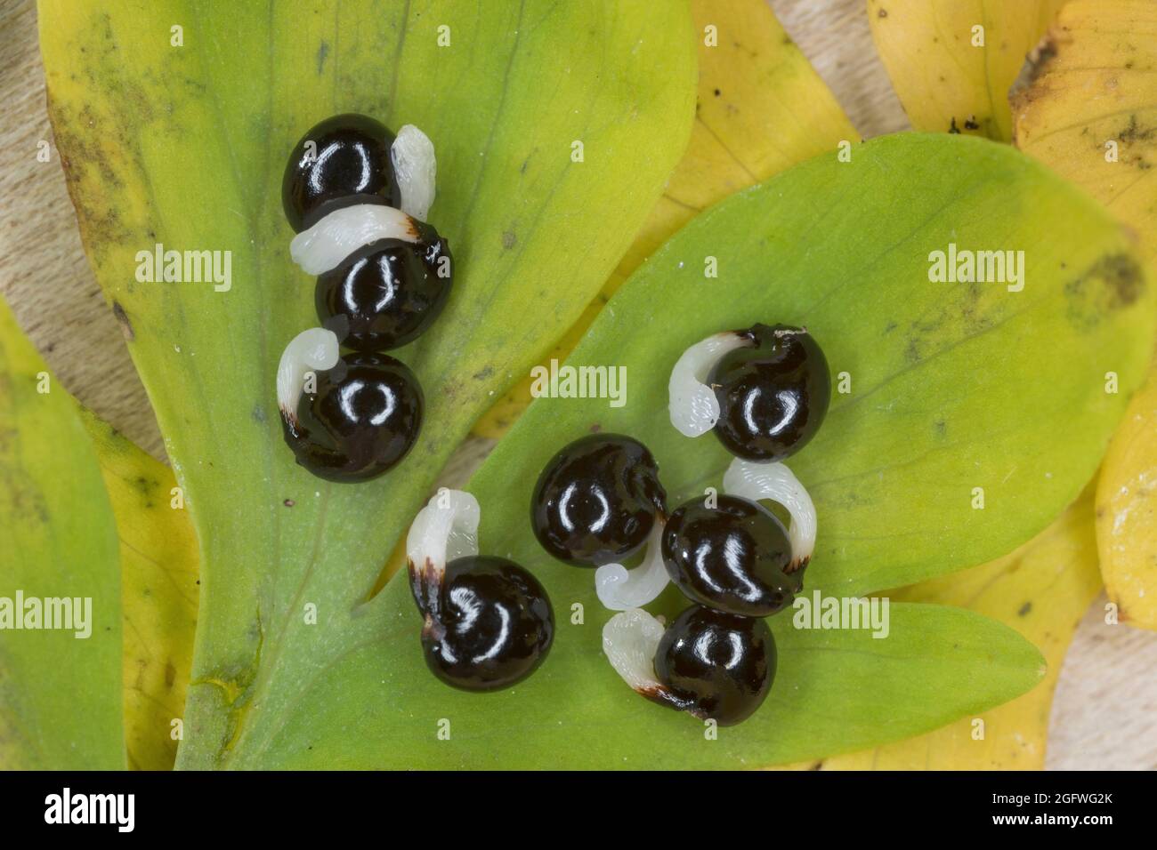 bulbous corydalis, fumewort (Corydalis cava, Corydalis bulbosa), elaiosomes at seeds of  corydalis, Germany Stock Photo