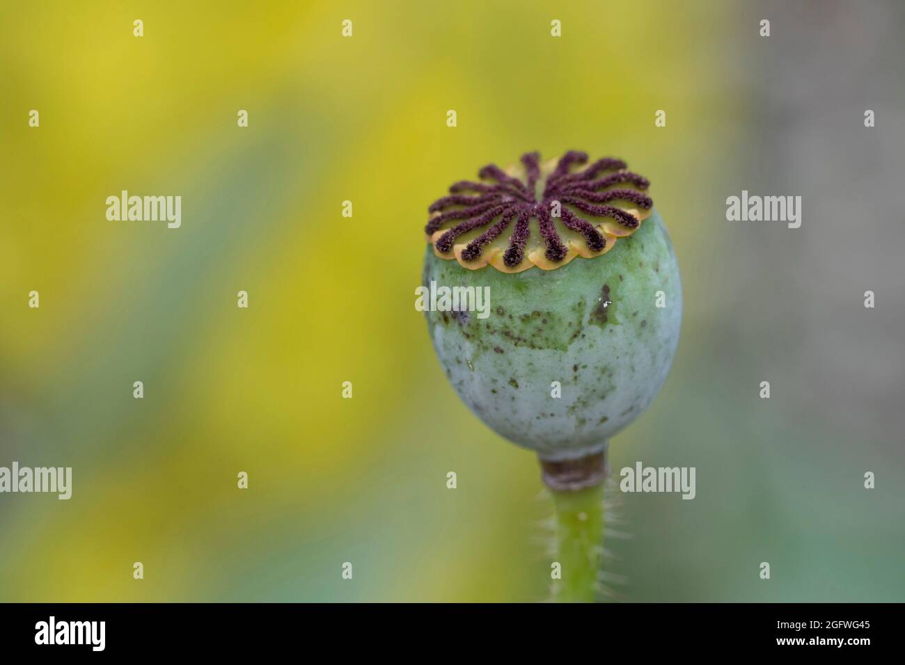 Common poppy, Corn poppy, Red poppy (Papaver rhoeas), capsule, Germany Stock Photo