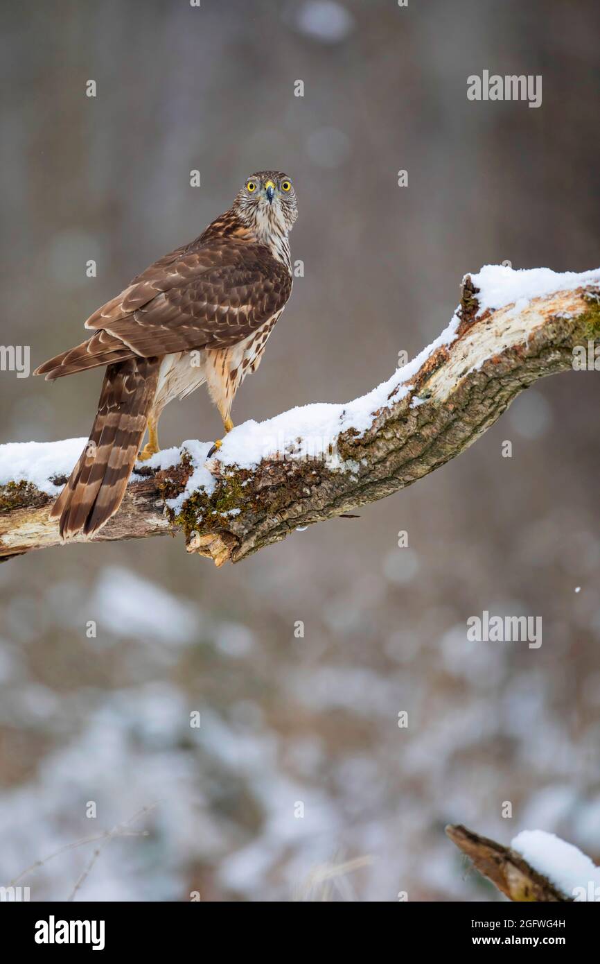 northern goshawk (Accipiter gentilis), stands on a snow-covered branch gazing into the camera, Germany, Bavaria Stock Photo