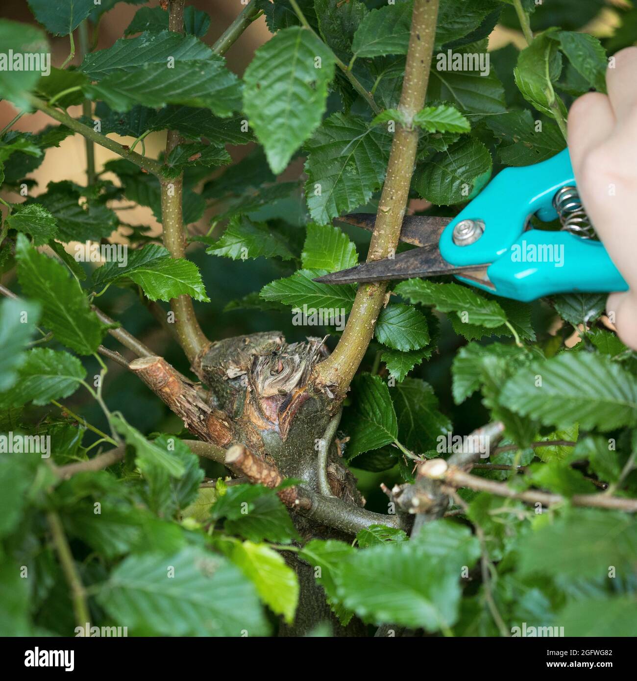 cutting a branch whisk in a hedge to create a nesting opportunity for a cup nest, Germany Stock Photo