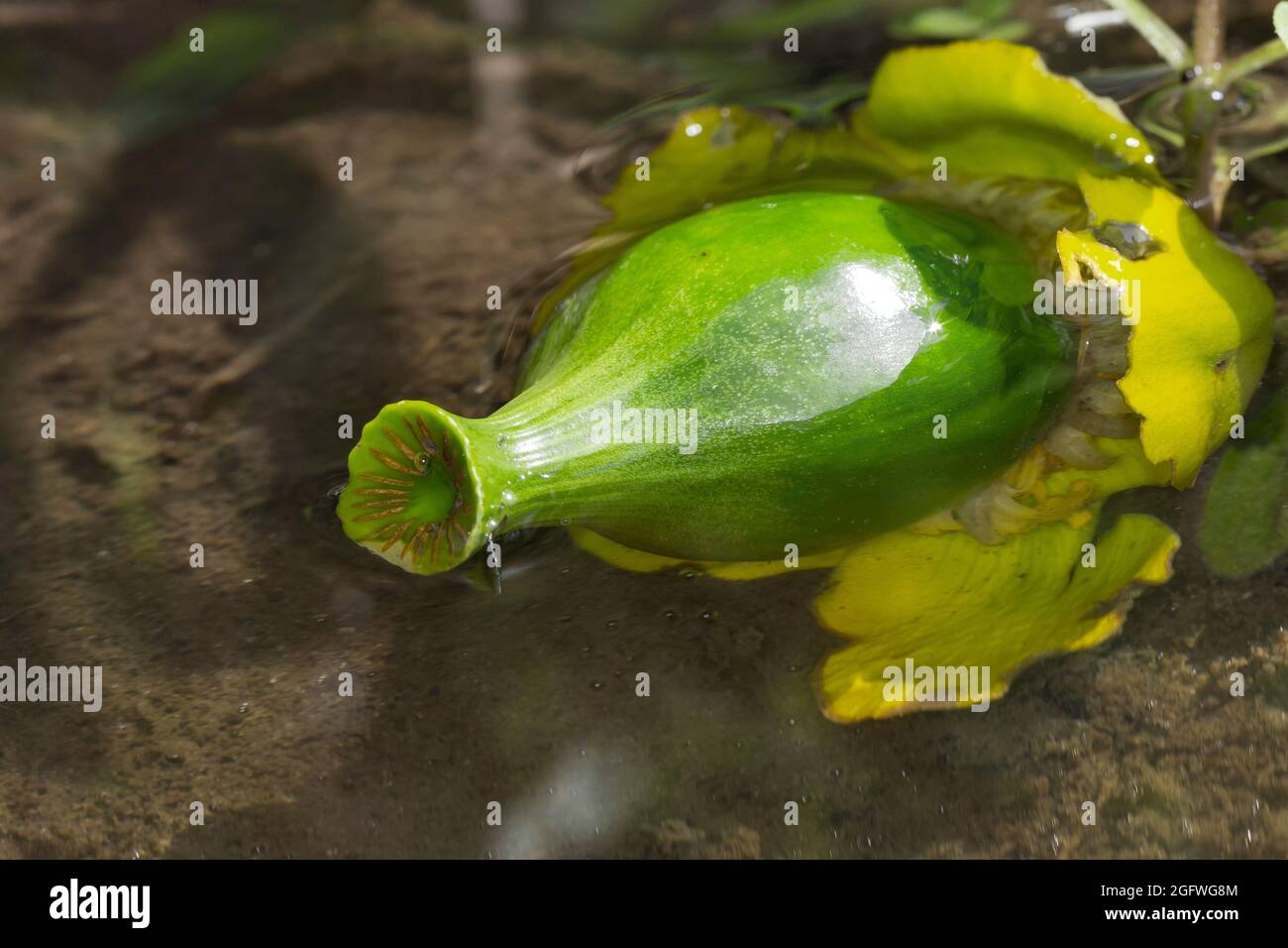 European yellow pond-lily, Yellow water-lily (Nuphar lutea), fruit, Germany Stock Photo