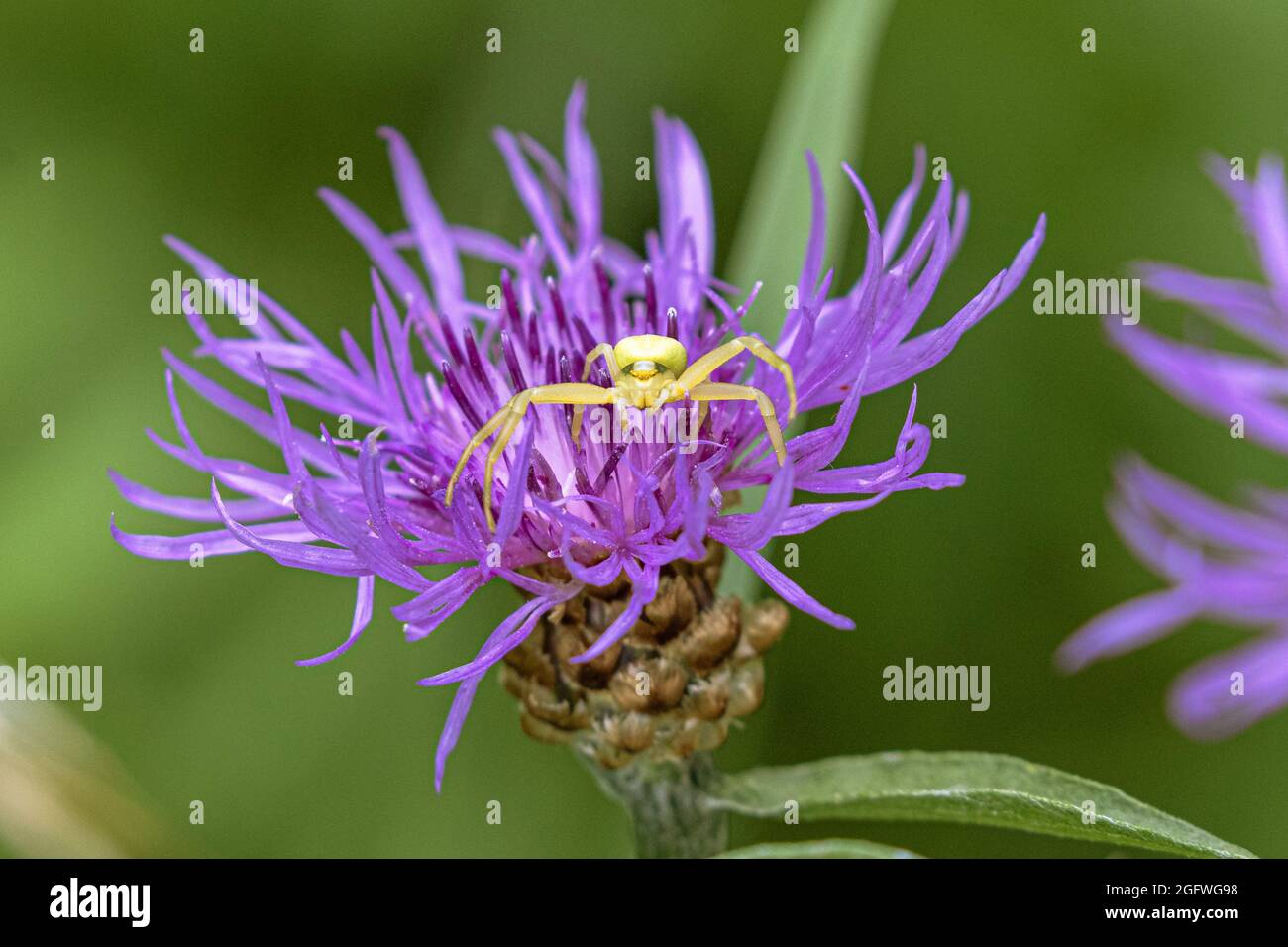goldenrod crab spider (Misumena vatia), on knapweed flower, Germany, Bavaria Stock Photo