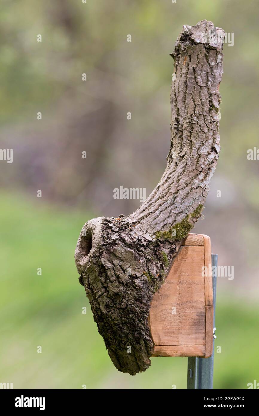 knot-hole, tree cave was extended to a bird box, Germany Stock Photo