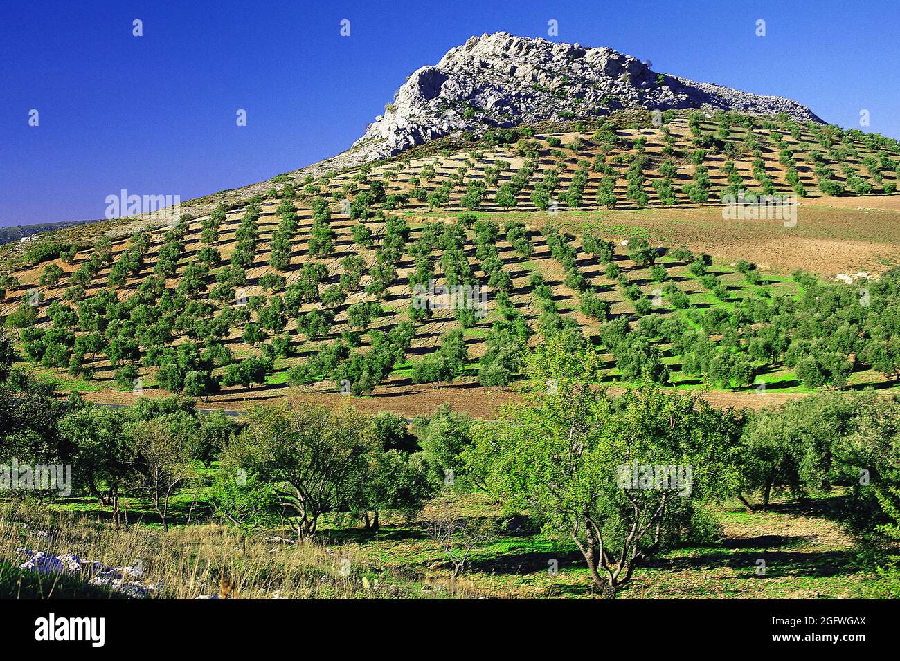 Neatly laid-out olive groves beneath a small rocky hill in the Serrania de Ronda, Spain, Serrania de Ronda Stock Photo