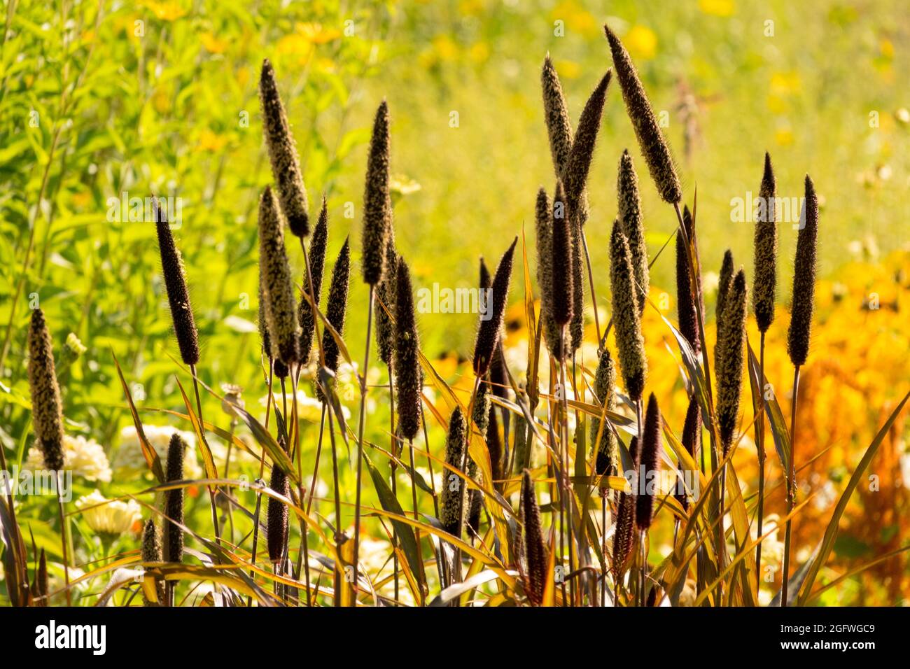 August Flowers garden Pearl Millet, Black Leaf Millet Pennisetum glaucum 'Purple Majesty' Stock Photo