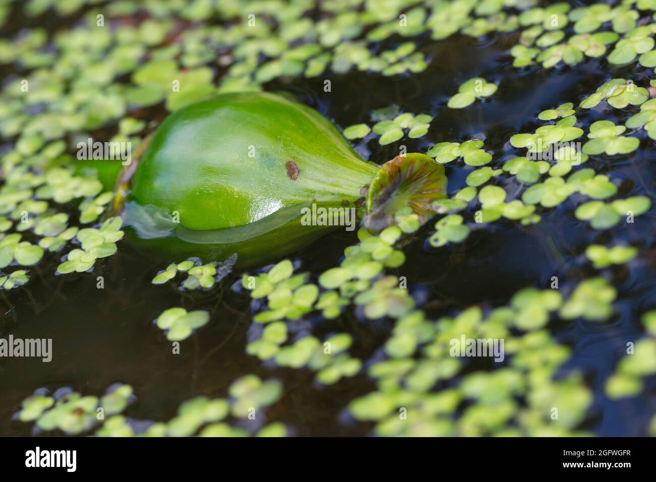 European yellow pond-lily, Yellow water-lily (Nuphar lutea), fruit, Germany Stock Photo