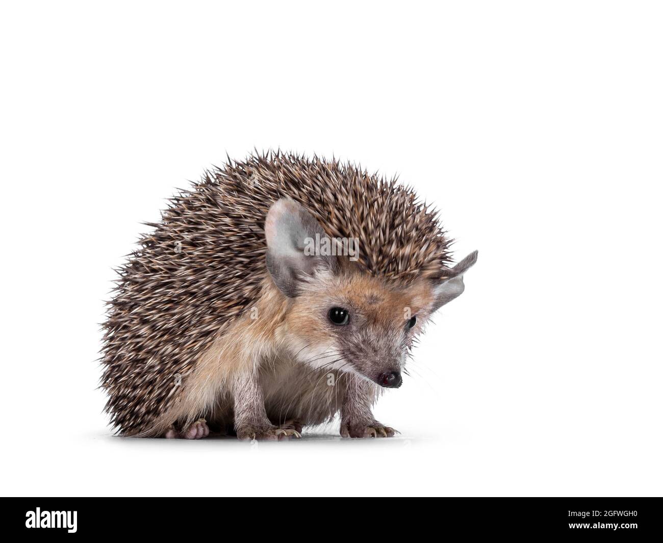 Adorable small Long eared hedgehog aka Hemiechinus auritus, sitting