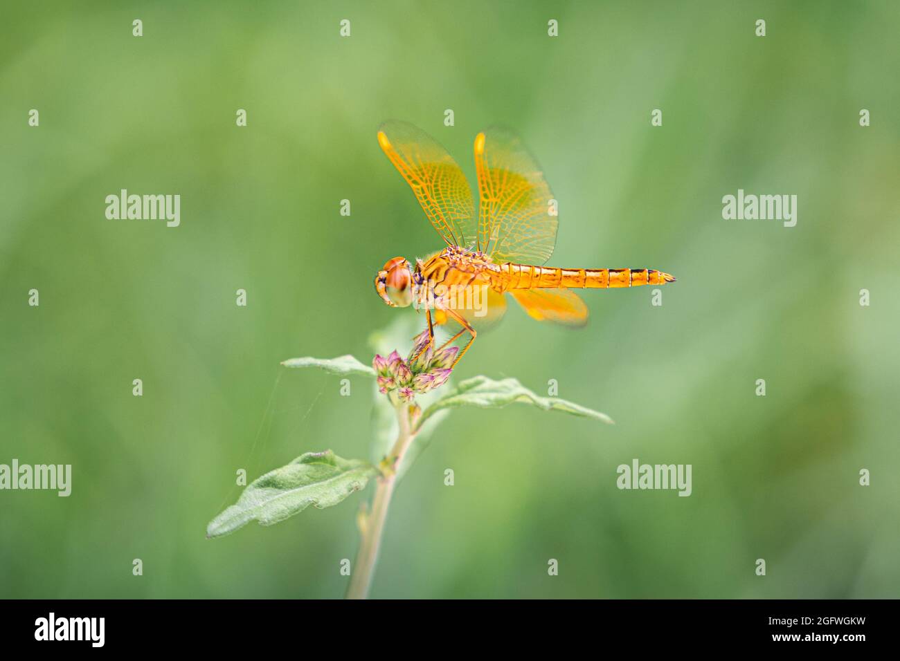 Close focus on orange dragonfly standing on top of small tree branch ...