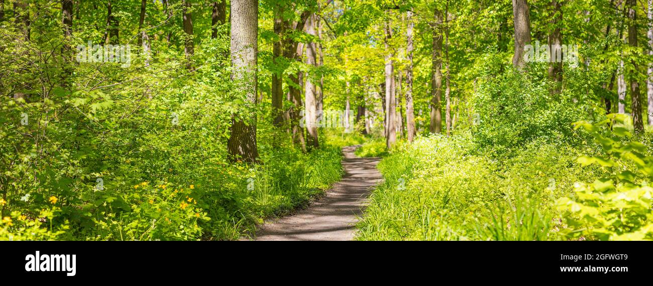 Relaxing forest panorama with bright sun shining green trees. Adventure hiking trail, freedom, spring summer nature landscape. Idyllic natural view Stock Photo