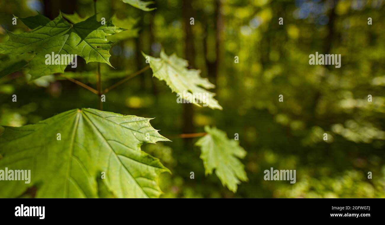 Fresh green leaves on green blurred bokeh forest landscape backgrounds. Relaxing peaceful woodland closeup, greenery, leaves. Spring summer nature Stock Photo