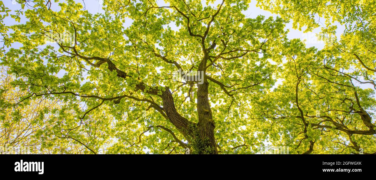 Looking up at green tops of trees. Relaxing nature concept, tree foliage morning light sunlight, sunrays. Bright green forest with blue sky amazing Stock Photo