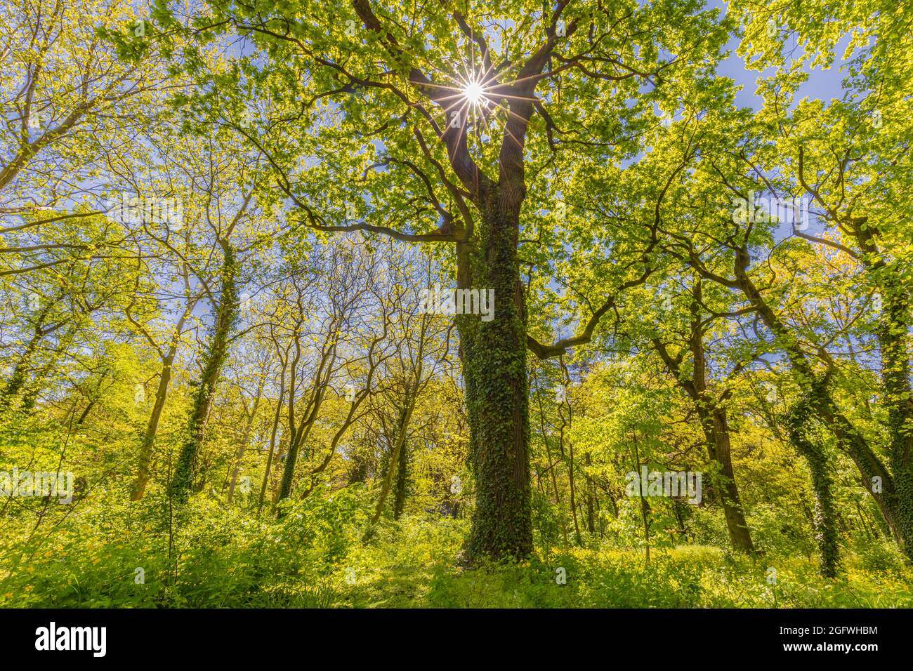 Looking up at green tops of trees. Relaxing nature concept, tree foliage morning light sunlight, sunrays. Bright green forest with blue sky amazing Stock Photo
