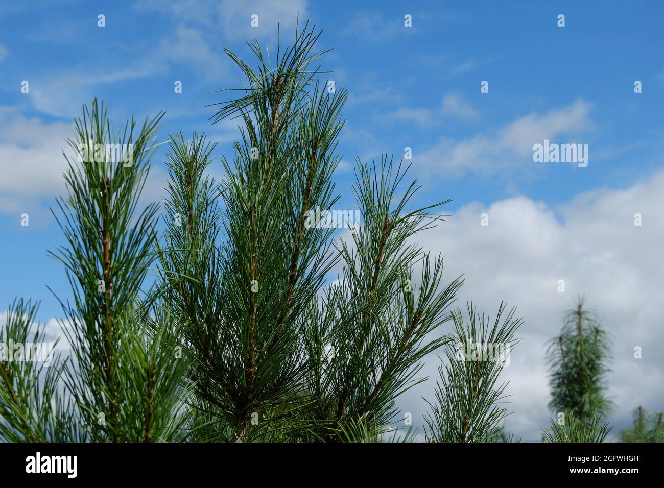 The green, juicy top of a young Siberian cedar against the background of a blue sky with clouds. Selective focus. Stock Photo
