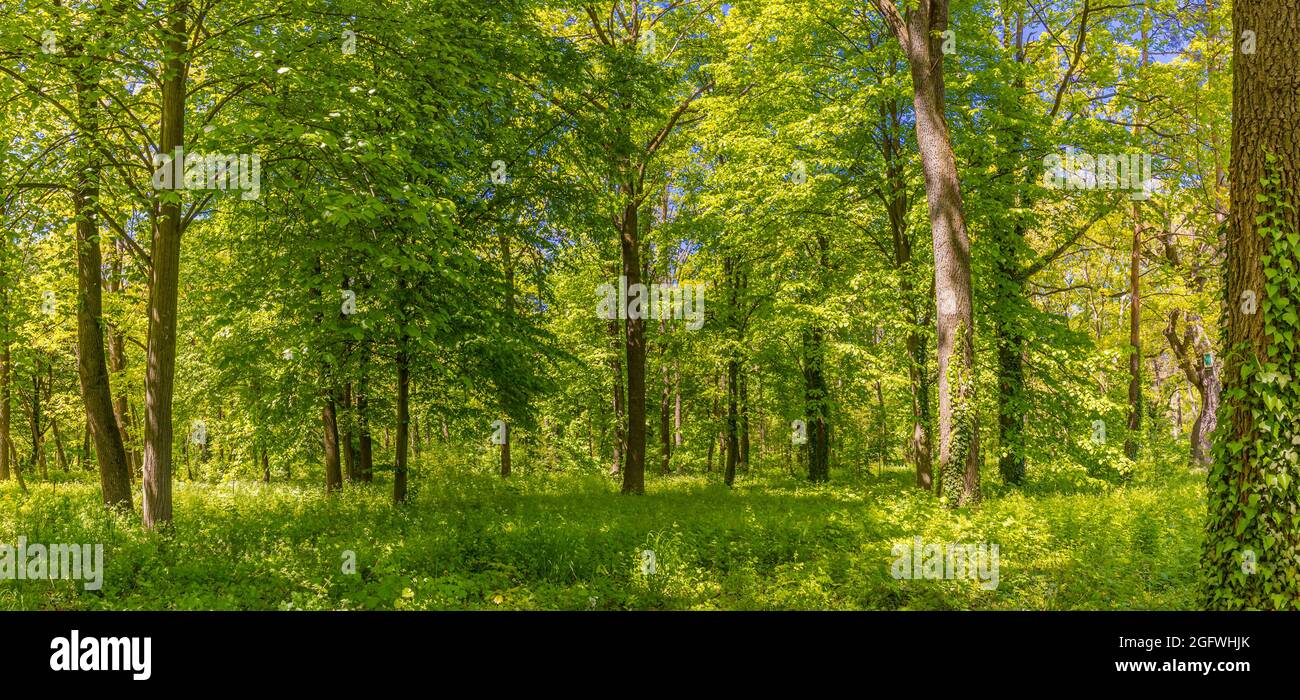 Spring summer green forest landscape. Peaceful nature, ecology, ecotourism, environmental conservation. Wide panoramic view with grass meadow blue sky Stock Photo