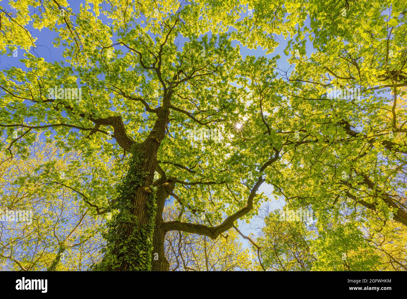 Looking up at green tops of trees. Relaxing nature concept, tree foliage morning light sunlight, sunrays. Bright green forest with blue sky amazing Stock Photo