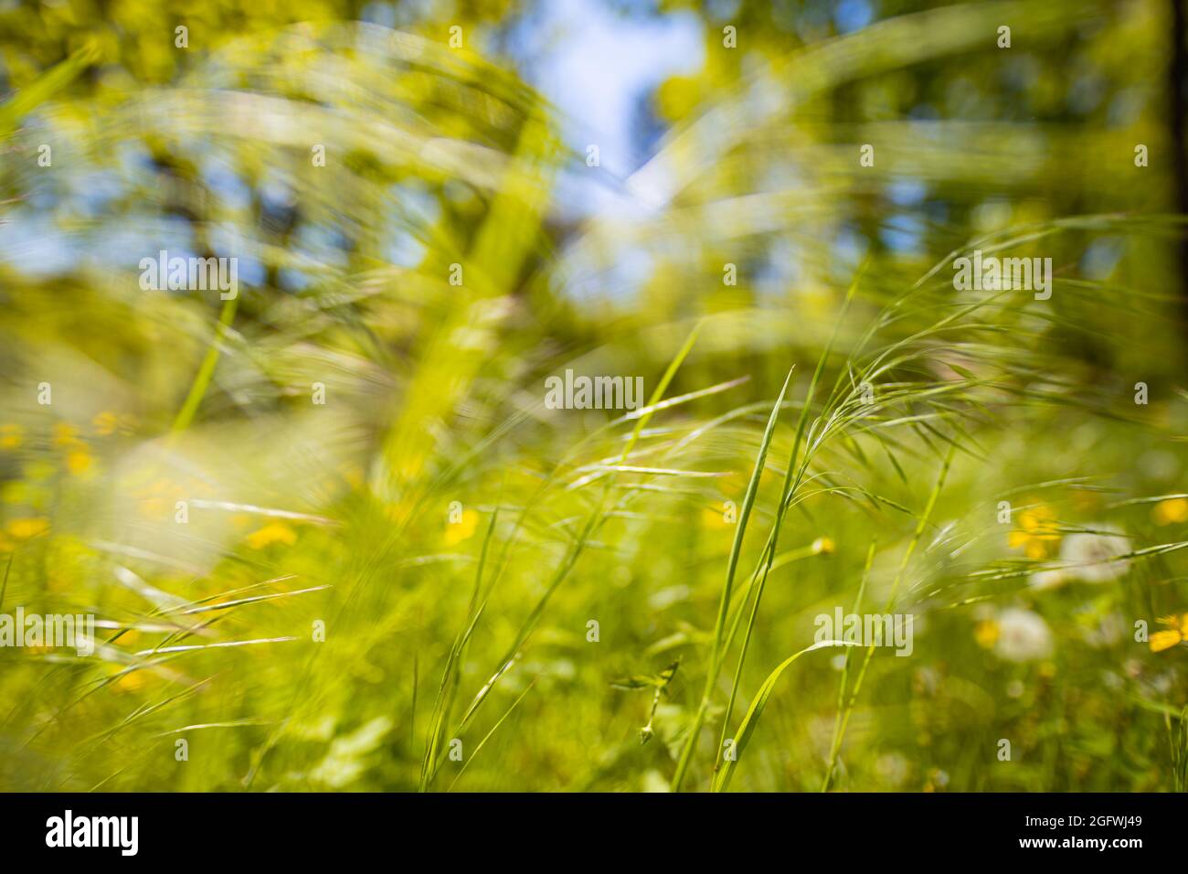 Fresh spring grass green background. Beautiful close up ecology nature landscape with meadow. Abstract grass background. Artistic nature meadow closeu Stock Photo