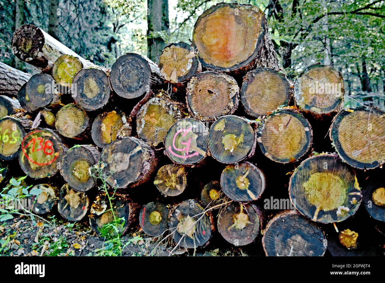 Pile of logs; Stapel gefällter Baumstämme Stock Photo