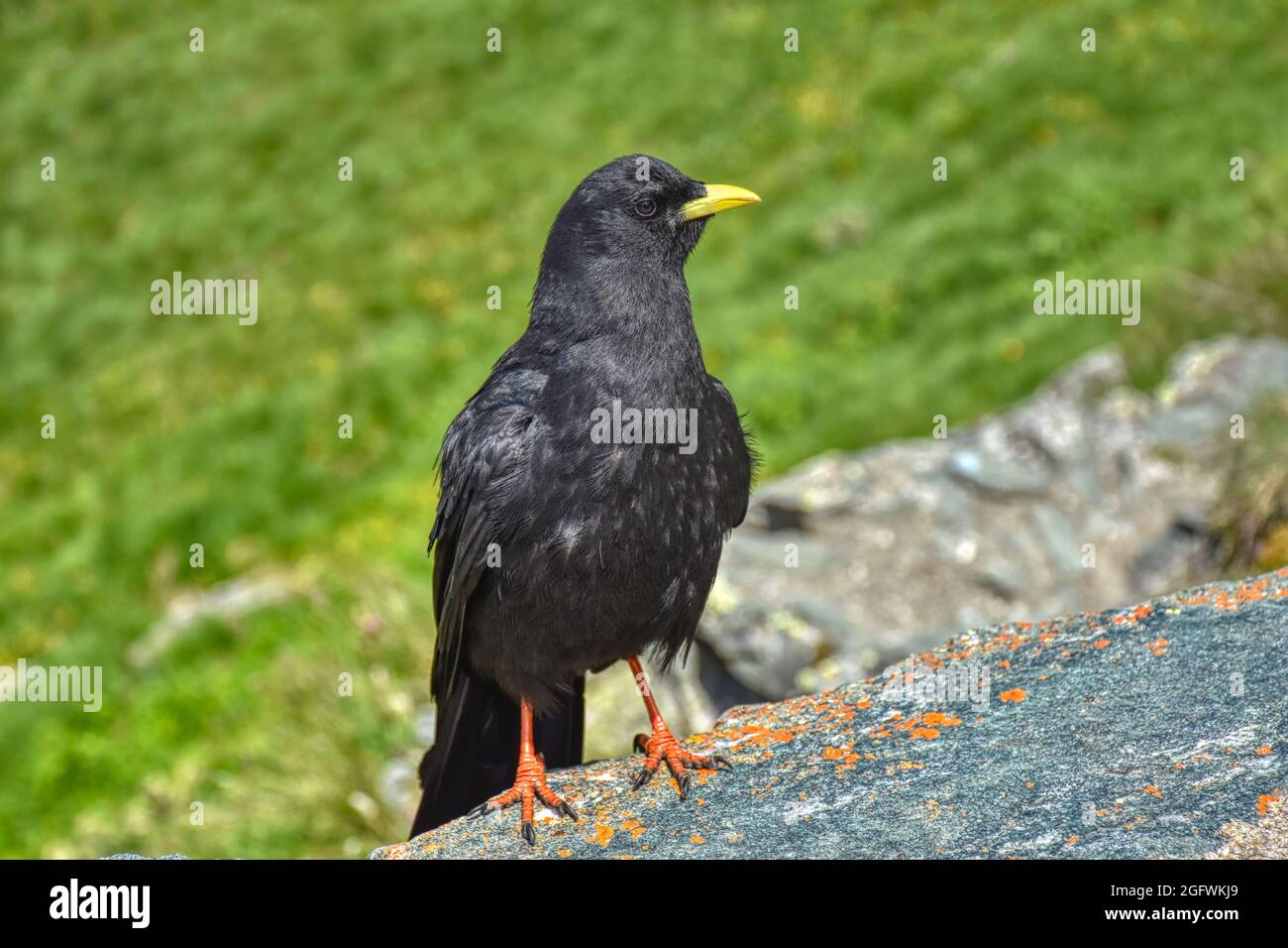 Alpendohle, Vogel, Rabenvögel, schwarz, Gefieder, Beine, rot, Schnabel,  gelb, Sperlingsvogel, Singvogel, Bergkrähe, Pyrrhocorax graculus,  Spannweite Stock Photo - Alamy