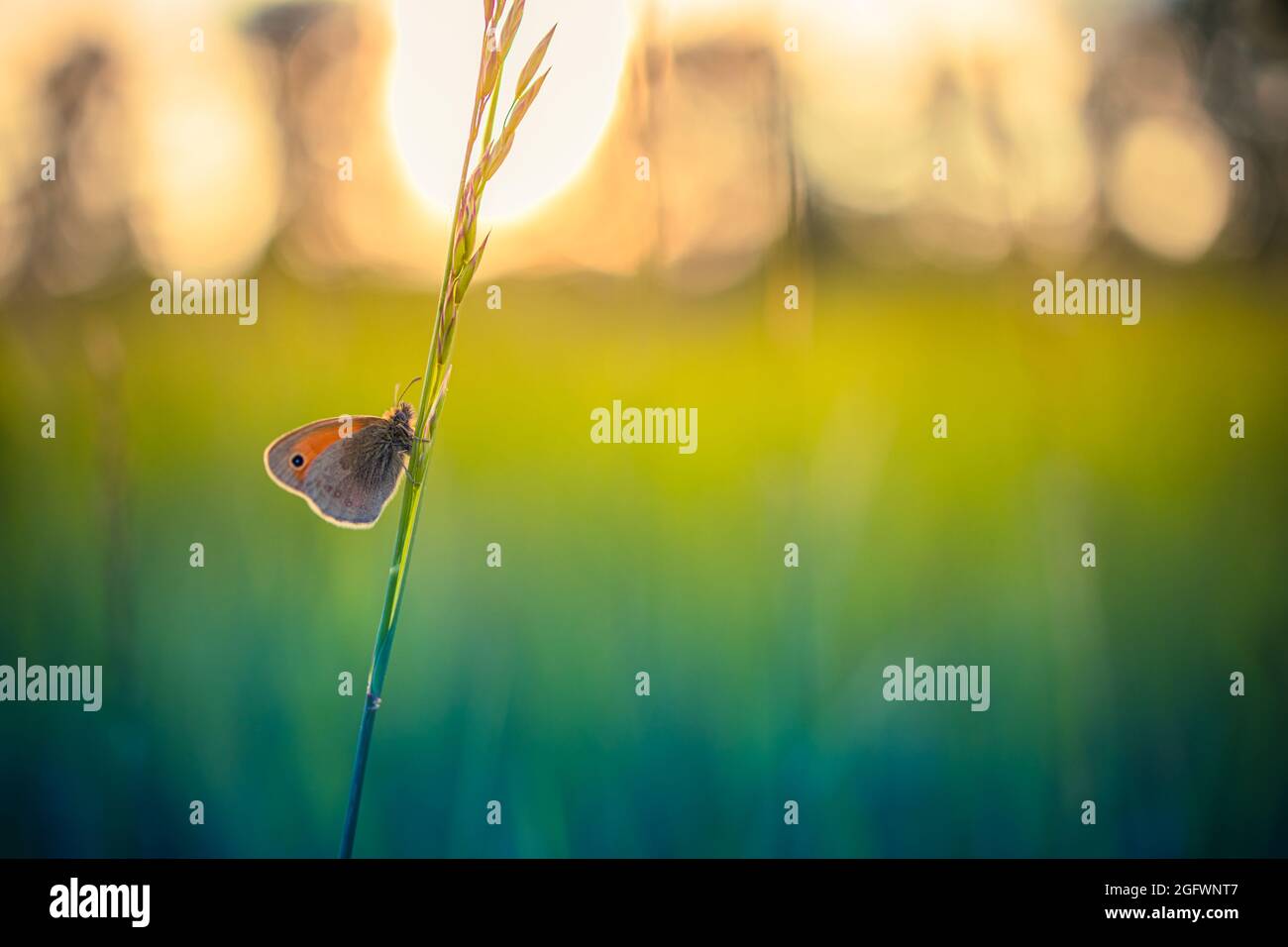 Beautiful nature close-up, summer flowers and butterfly under sunlight. Bright blur nature sunset nature meadow field with butterfly as spring summer Stock Photo